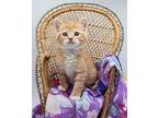 Mango VIII Domestic Shorthair Kitten Male