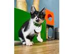 Aerosmith Domestic Shorthair Kitten Male