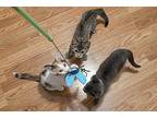 Cinnamon Spice Domestic Shorthair Young Female