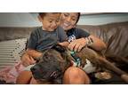 Maddie Ark American Staffordshire Terrier Adult Female