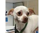 Vixen Chihuahua Adult Female