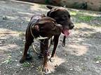 Iggy the Fetch Girl Labrador Retriever Senior Female
