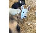 Snow Cone German Shepherd Dog Puppy Male