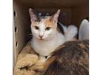 Kitty Girl Domestic Shorthair Adult Female