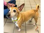 Remington Chihuahua Adult Male