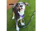 Denver Mixed Breed (Medium) Puppy Male