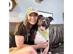 Bentley Boozle Staffordshire Bull Terrier Adult Male
