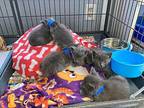 Doc Domestic Shorthair Kitten Male