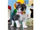 The Cranberries Domestic Shorthair Kitten Female
