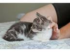 Paprika Spice Domestic Shorthair Young Female