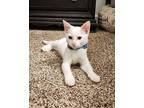Casper White Domestic Shorthair Young Male
