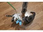 Rosemary Spice Domestic Shorthair Young Female