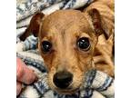 Little Man Miniature Pinscher Puppy Male