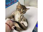 Louie Domestic Shorthair Kitten Male