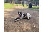 Henry Danger German Shorthaired Pointer Young Male