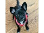 Adopt Uno a Dachshund, Pug