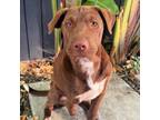 Adopt Halo a Labrador Retriever