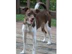 Adopt Barkarina a Mixed Breed