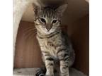 Adopt Ukulele a Domestic Short Hair