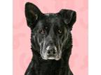 Adopt Mica a German Shepherd Dog