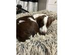 Adopt UT/Mallory (bonded with Morgan) a Brittany Spaniel, Australian Shepherd