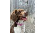 Adopt UT/Twyla (Adoption Pending) a Brittany Spaniel