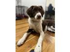 Adopt UT/Morgan (bonded with Mallory) a Brittany Spaniel, Australian Shepherd