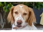 Adopt CA/Bodega a Brittany Spaniel, Pointer