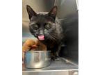 Adopt Boo a Domestic Shorthair / Mixed (short coat) cat in Sebastian