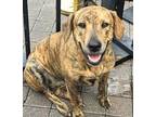 Adopt LUMINA a Mountain Cur