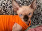 Bambino Sphynx Female Cat
