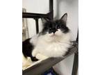 Adopt Bobby a Domestic Long Hair