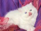 Beautiful All White Dollface Persian Female