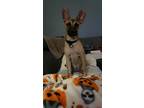 Adopt Zoe a Tan/Yellow/Fawn Belgian Malinois / Mixed dog in Slidell