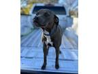 Adopt Maisy a Pit Bull Terrier, Dachshund