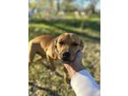 Adopt Lola a Pit Bull Terrier, Dachshund
