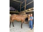 15.1 Experienced 18 Yr Old Trail Horse