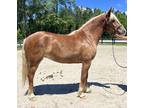 Fancy haflinger mare