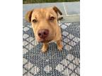 Adopt Puddles aka Emily a Shepherd, Shar-Pei