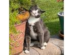 Adopt Bay-Bay a American Shorthair