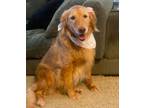 Adopt Sunshine a Golden Retriever