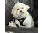 Adopt Claire a Bichon Frise, Shih Tzu