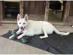Adopt SADIE-Special needs a White German Shepherd