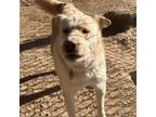 Adopt Genji a Labrador Retriever, Shar-Pei