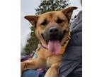 Adopt Koko a Akita, Pit Bull Terrier