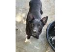 Adopt HARLEY a Corgi, Basset Hound