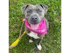 Adopt Dutchess a American Staffordshire Terrier