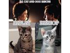 Adopt Ripley a Domestic Short Hair