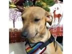 Adopt Dulce a Black Mouth Cur