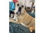 Adopt Zoey a Mastiff